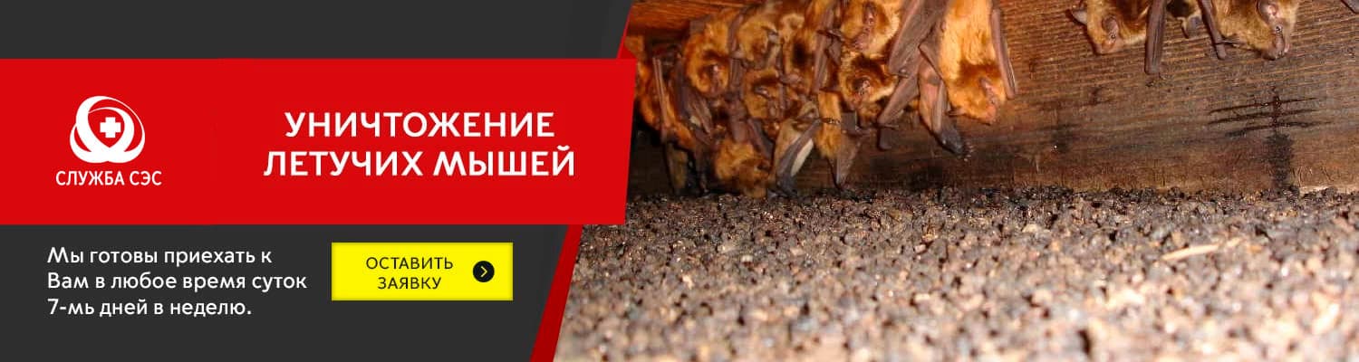 Уничтожение летучих мышей в Красноармейске